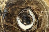 Polished Fossil Stromatolite Colony on Petrified Wood - Utah #365911-1